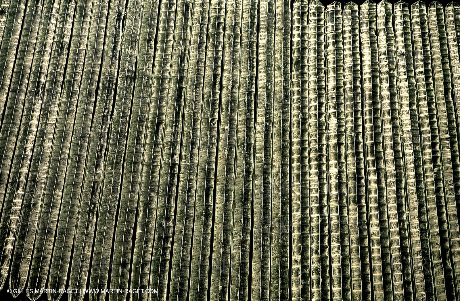 Agriculture near Eyguières