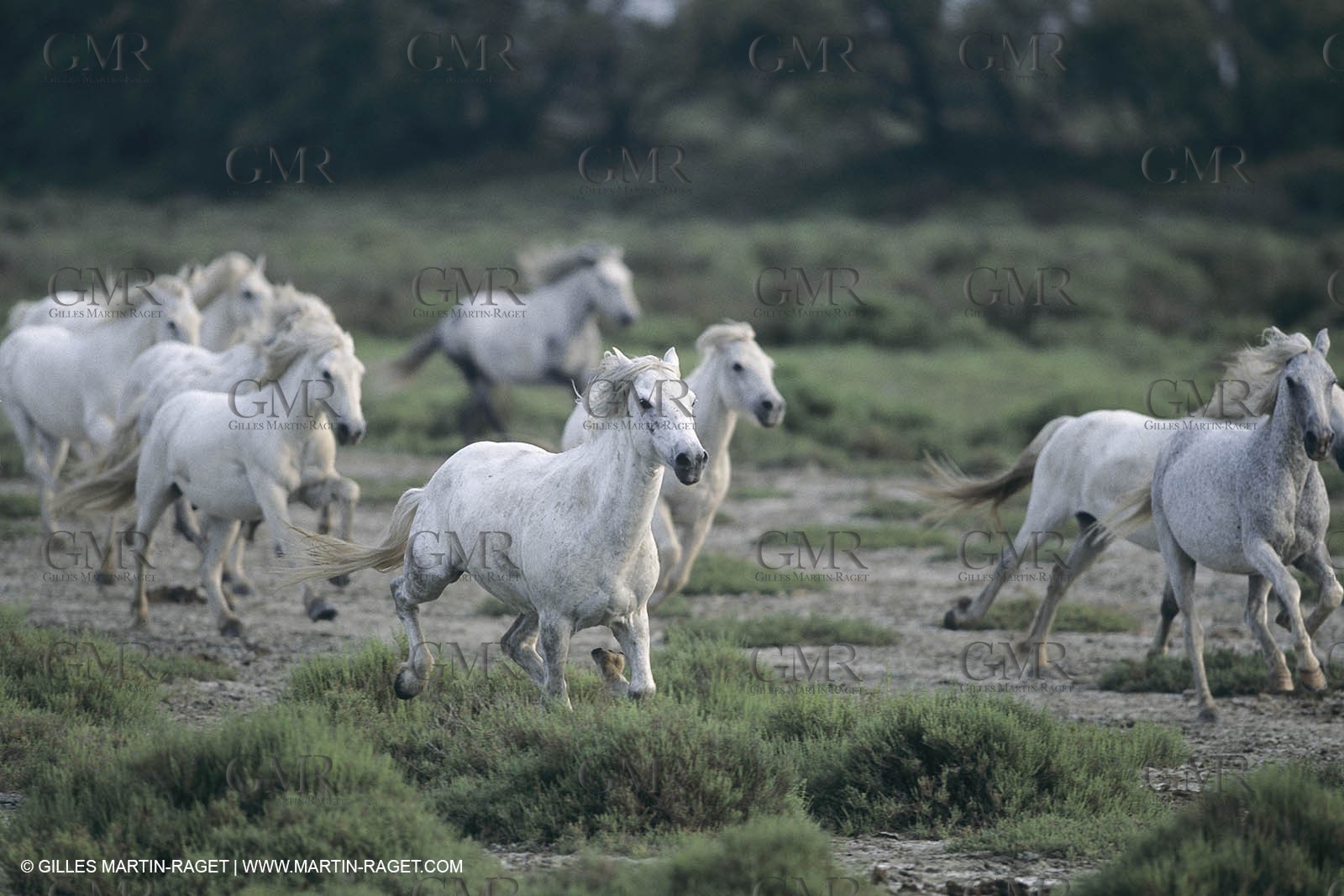 France, Provence, Camargue, White horses from Camargue