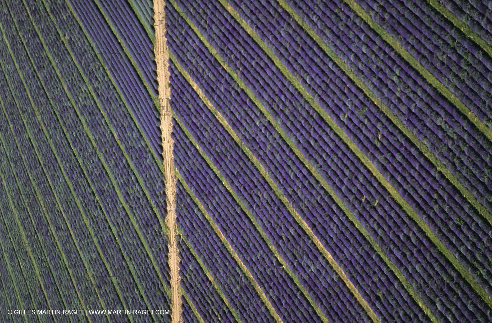 Juin 2005, Valensole (FRA,04) - Champs de lavandes