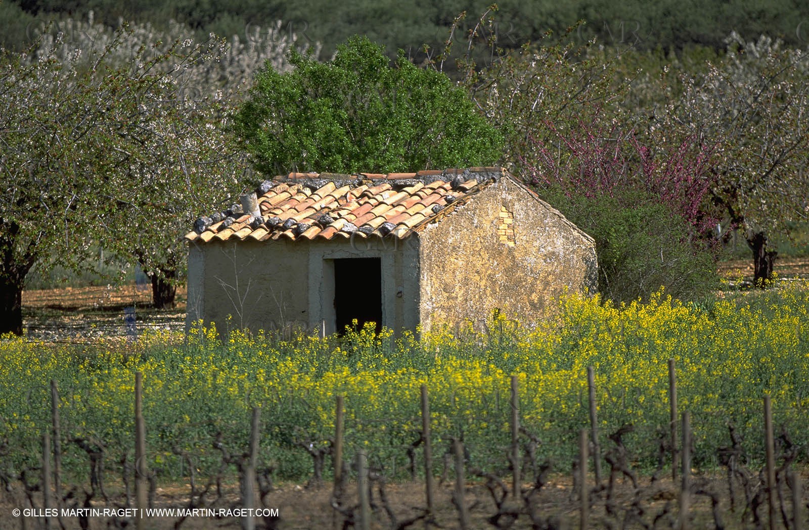 Wine - vineyards - Harvest