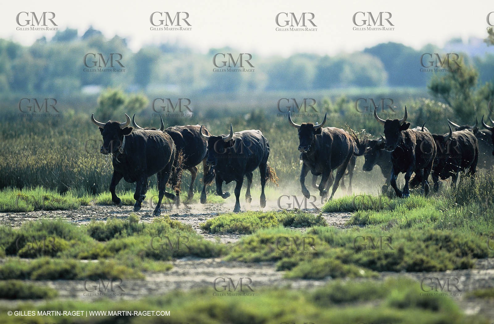 Bouches du Rhône, Camargue (FRA 13) - Camargue bulls