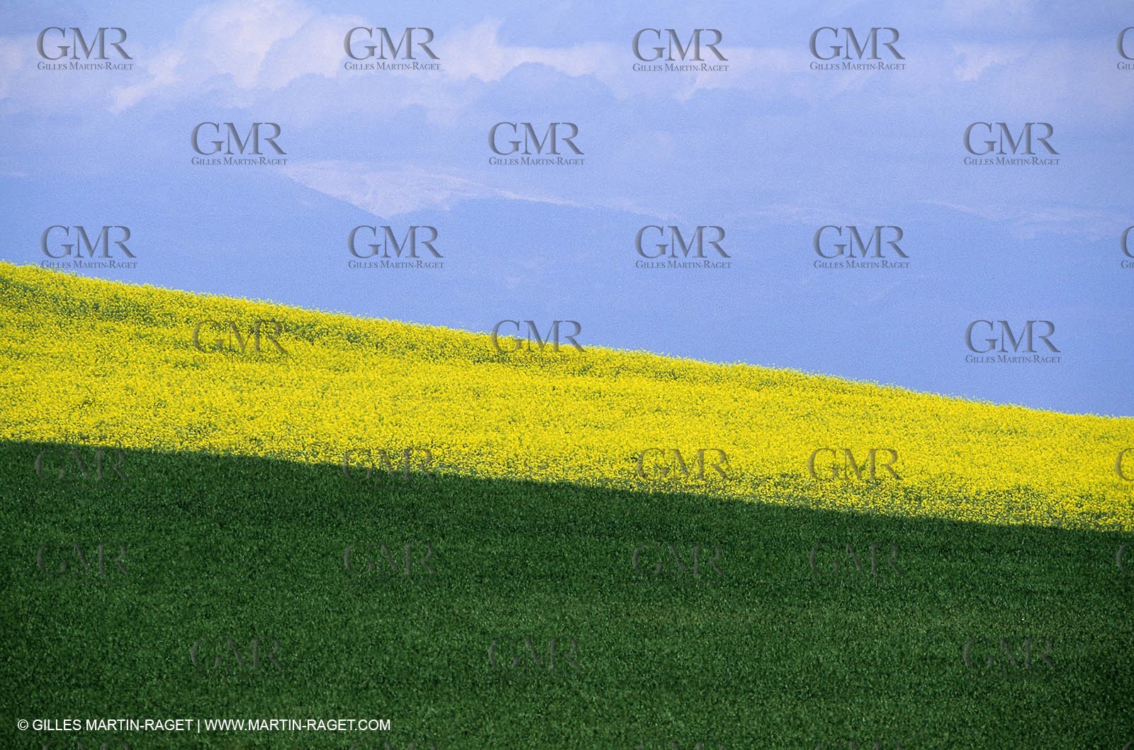 Alpilles (FRA,13), Rape fields