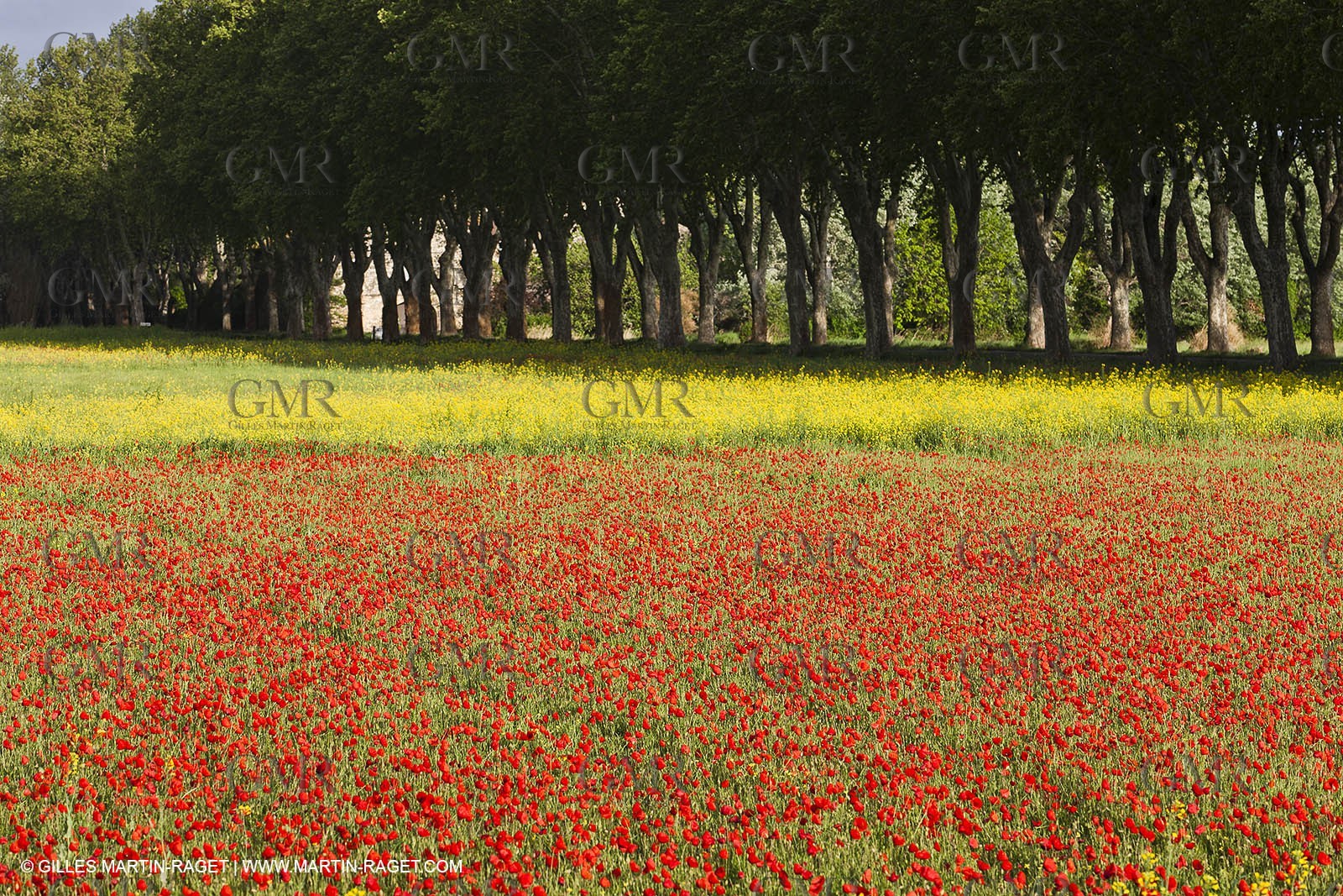 29 04 2012 ( Saint Rémy de Provence (FRA, 13) - Chaîne des Alpilles vers Romanin