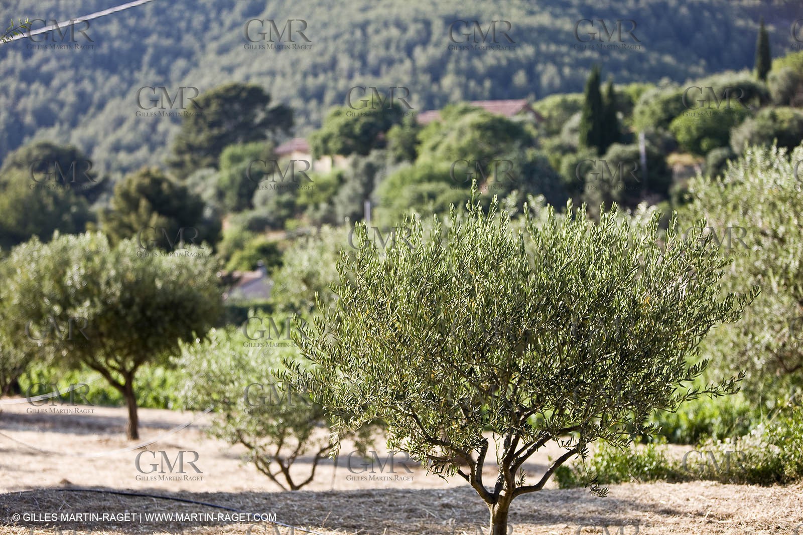 26 06 09 - Sanary sur mer (FRA,83)
