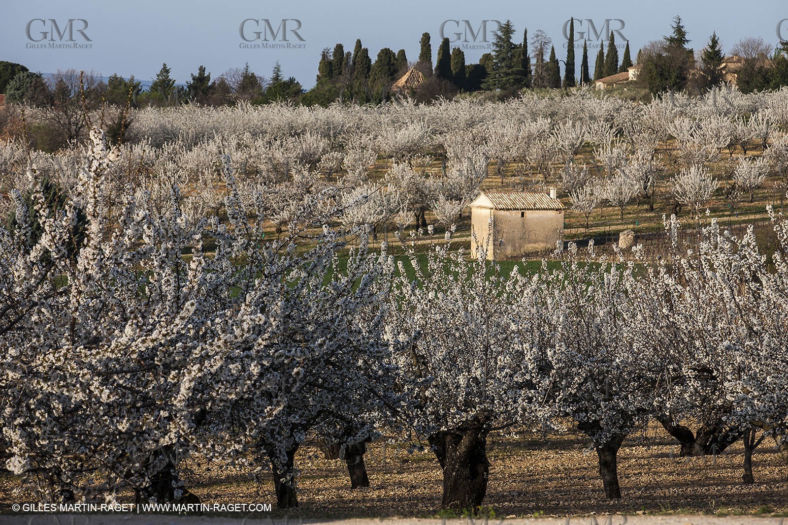 March 30th 2012 - Saint Saturnin les Apt (FRA, 84) - blooming cherry trees