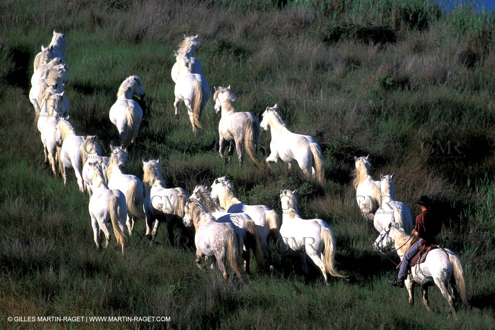 Camargue horses