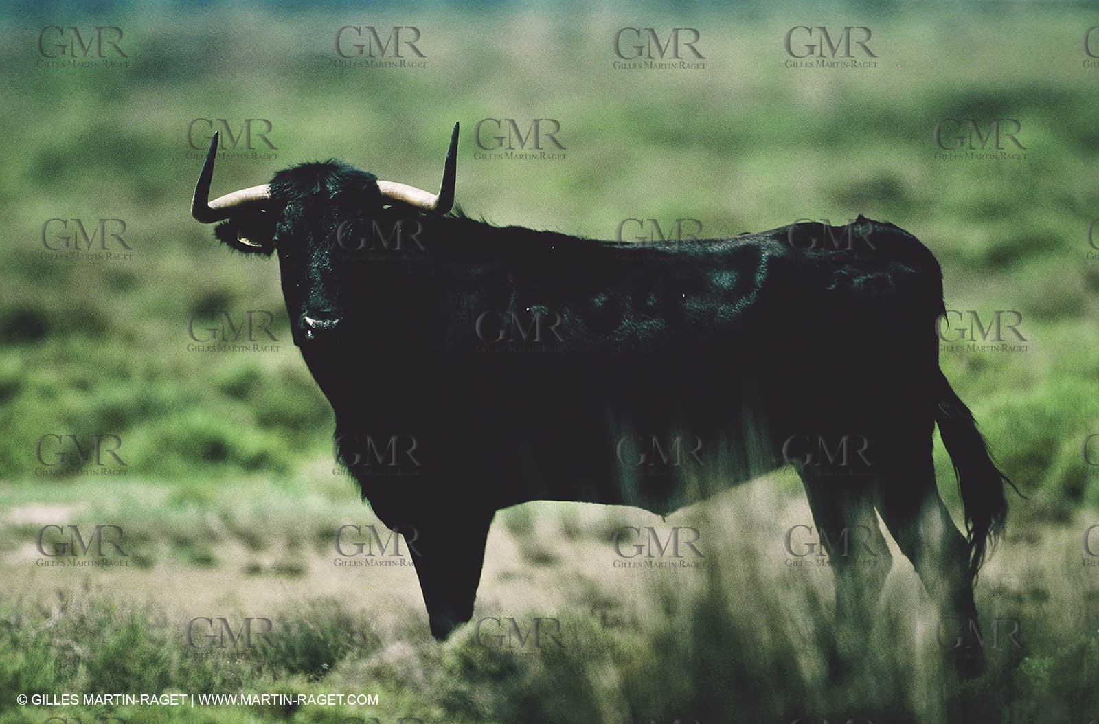 Bouches du Rhône, Camargue (FRA 13) - Camargue bulls