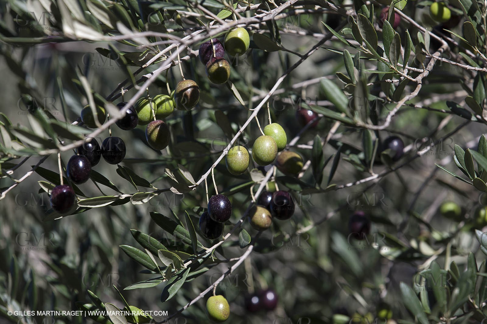 7 11 2012 - Saint Etienne du Grès (FRA,13, Alpilles) Olive harvest at Vallon Raget