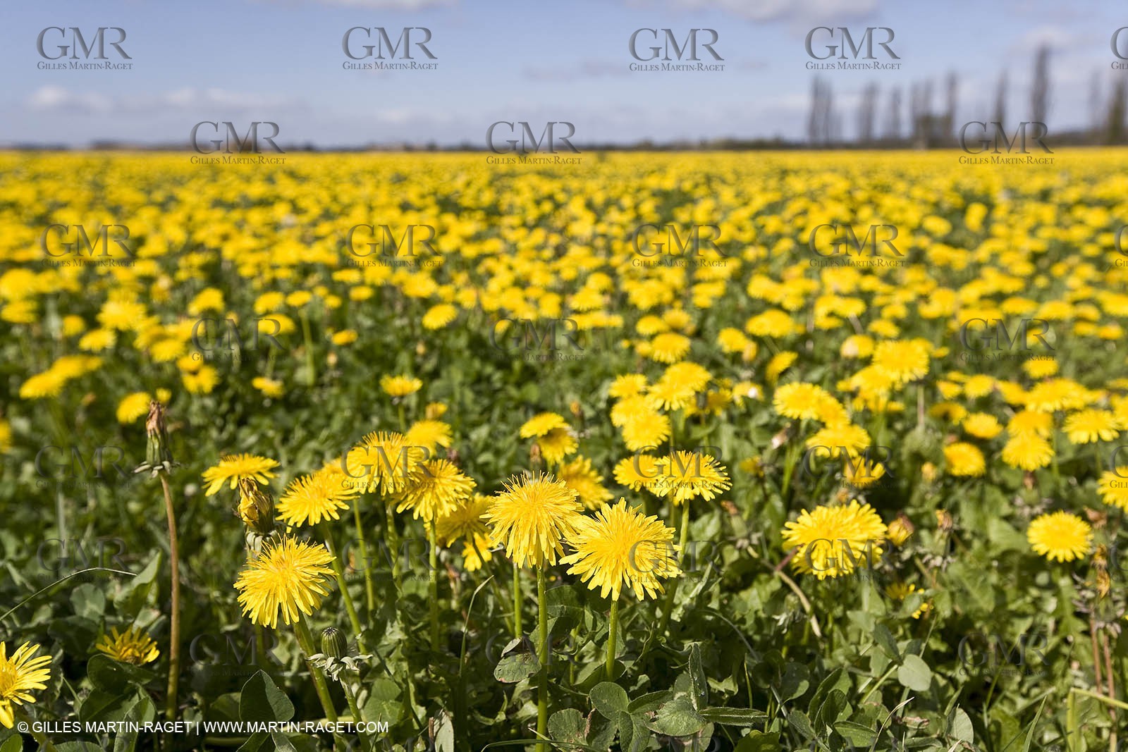 16 03 2008 - Saint Rémy de Provence (FRA, 13) - Alpilles hills landscapes - Dandelion field
