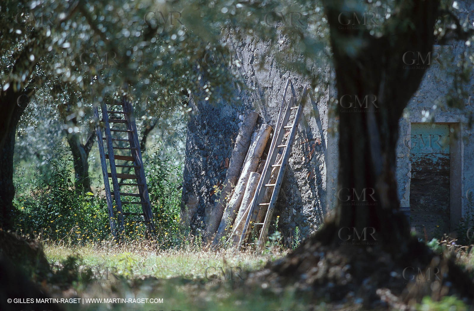 Nyons - Olive tree field