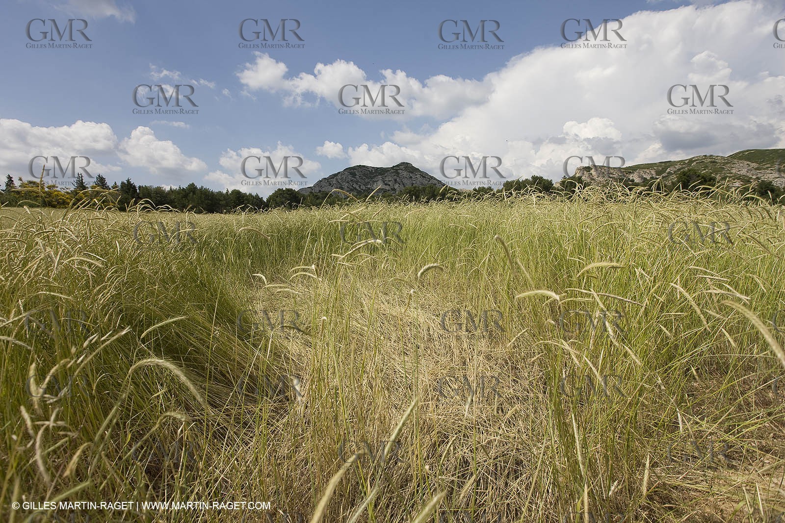 10 06 2008 - Arles and surroundings (FRA, 13) - Vincent Van Gogh south