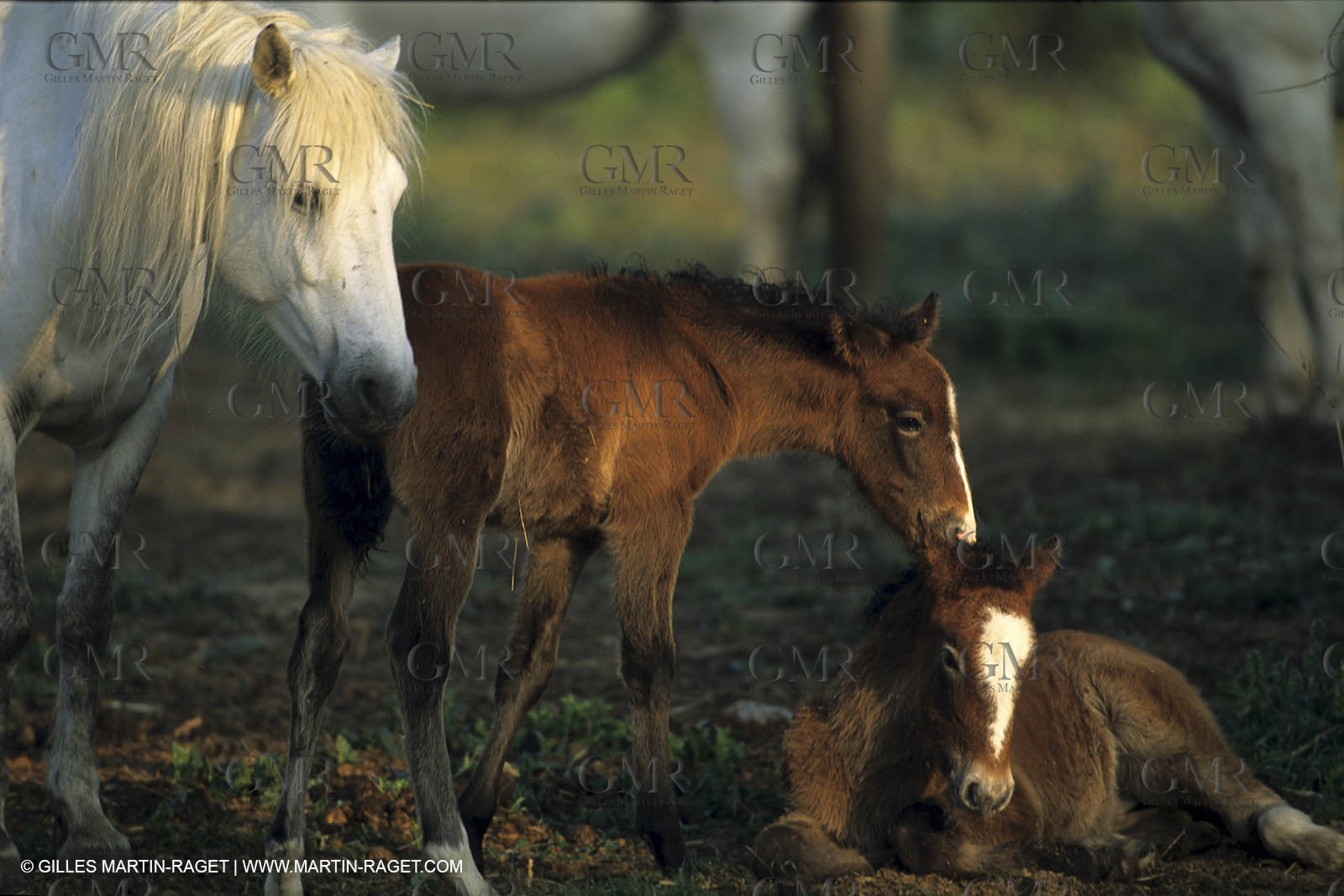 Camargue horses