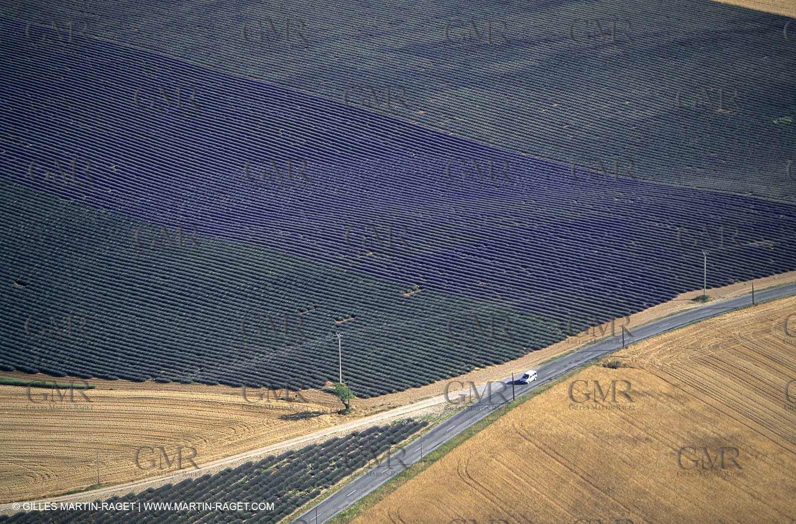 Lavander fields
