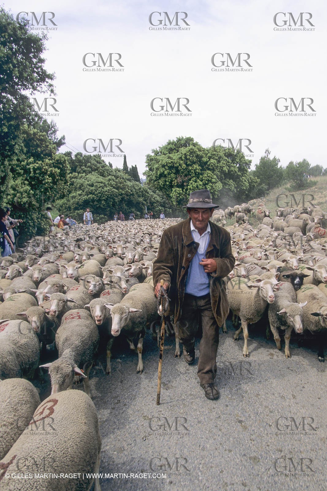 France, Provence, Moutons, bergers, élevage, transhumance