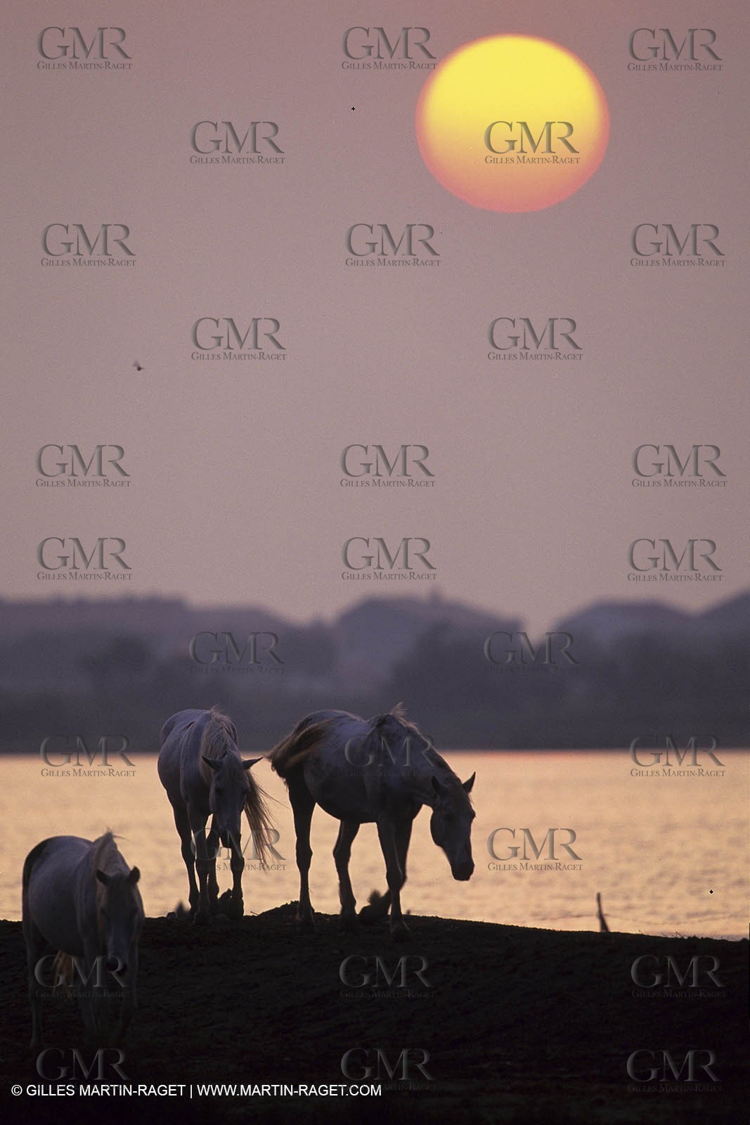 Camargue horses