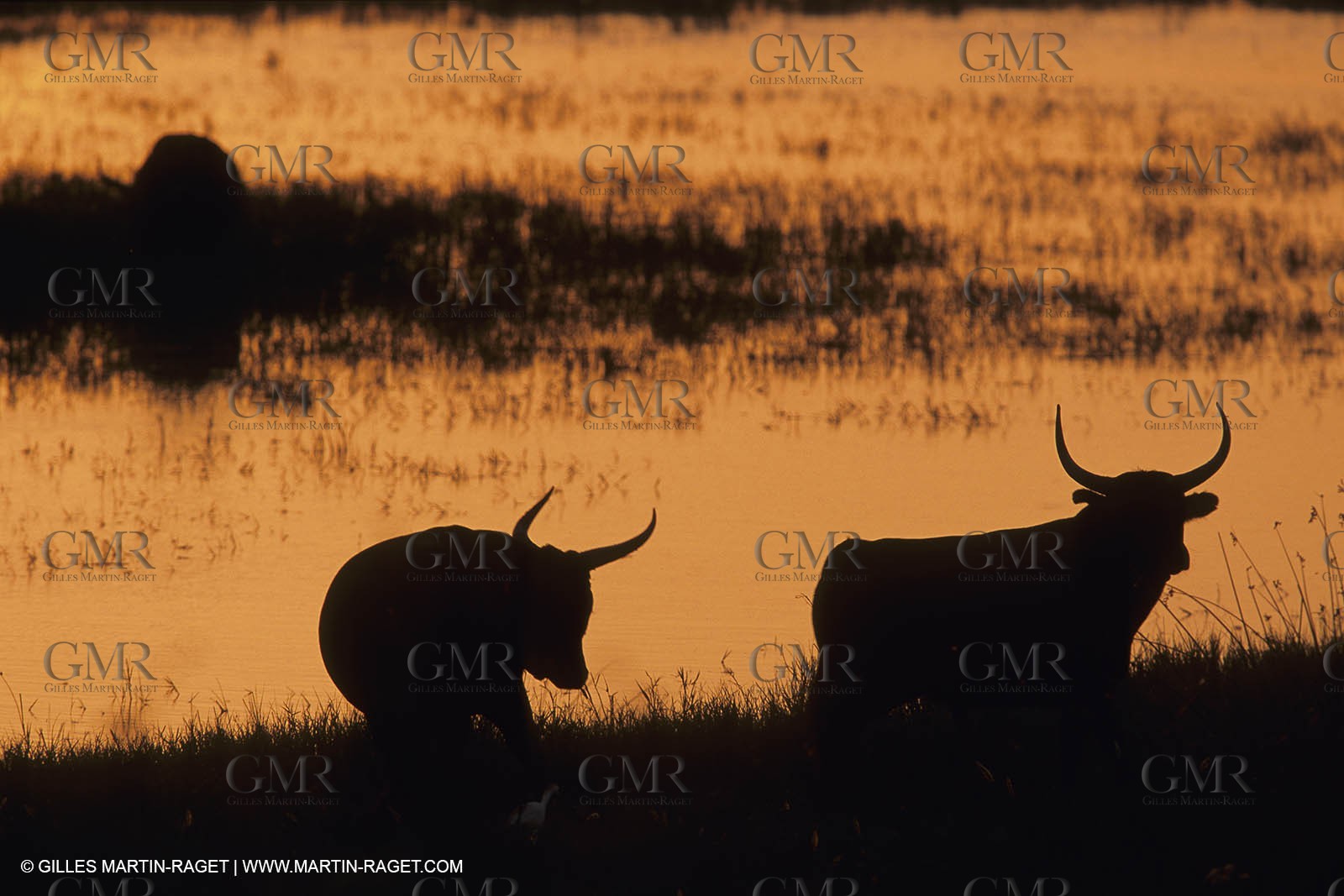 France, Provence, Camarggue, Taureaux de Camargue, bulls