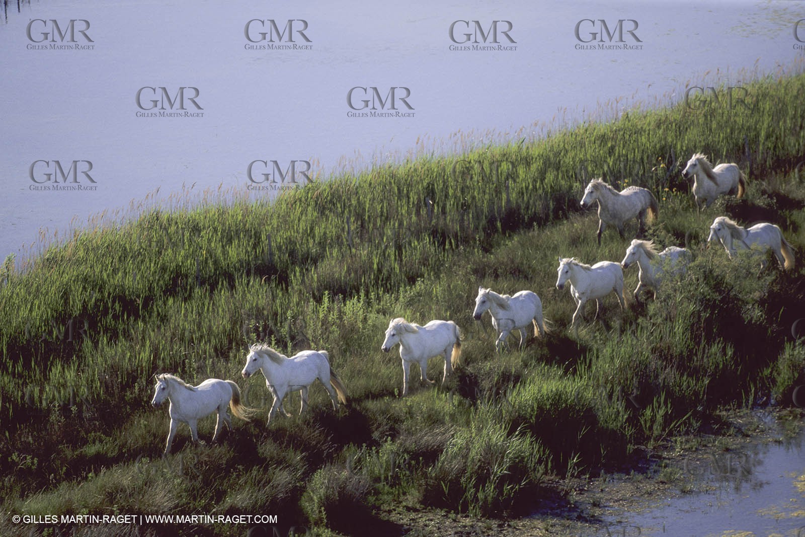 France, Provence, Camargue, White horses from Camargue