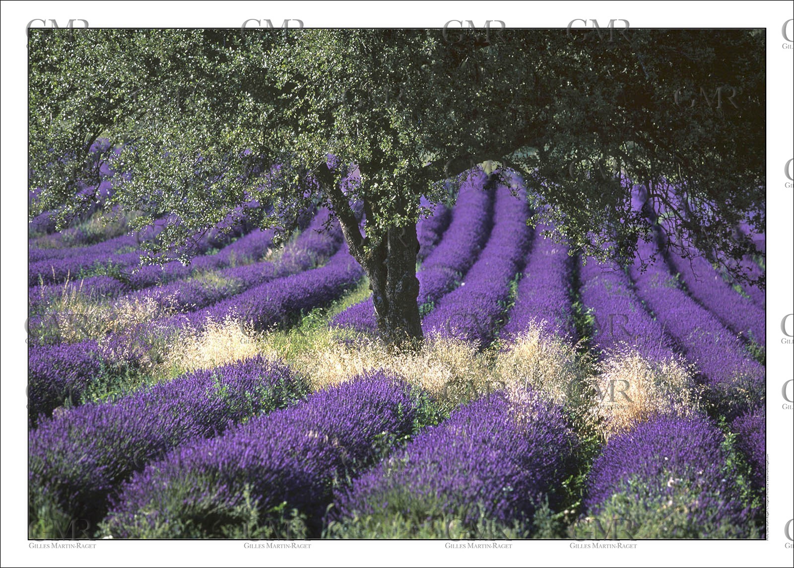 Lavander 4