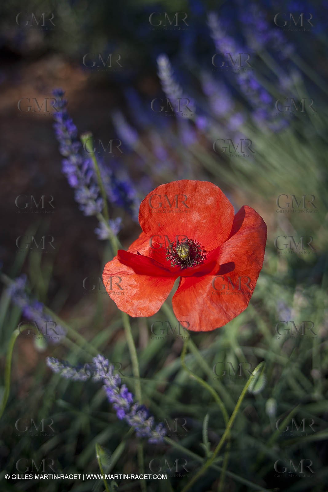 27 06 2011 - Valensole (FRA, 04) - Lavander fields