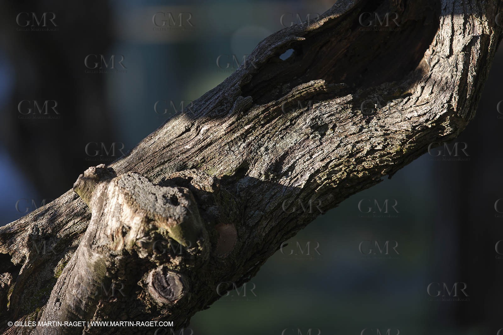 7 11 2012 - Saint Etienne du Grès (FRA,13, Alpilles) Olive harvest at Vallon Raget