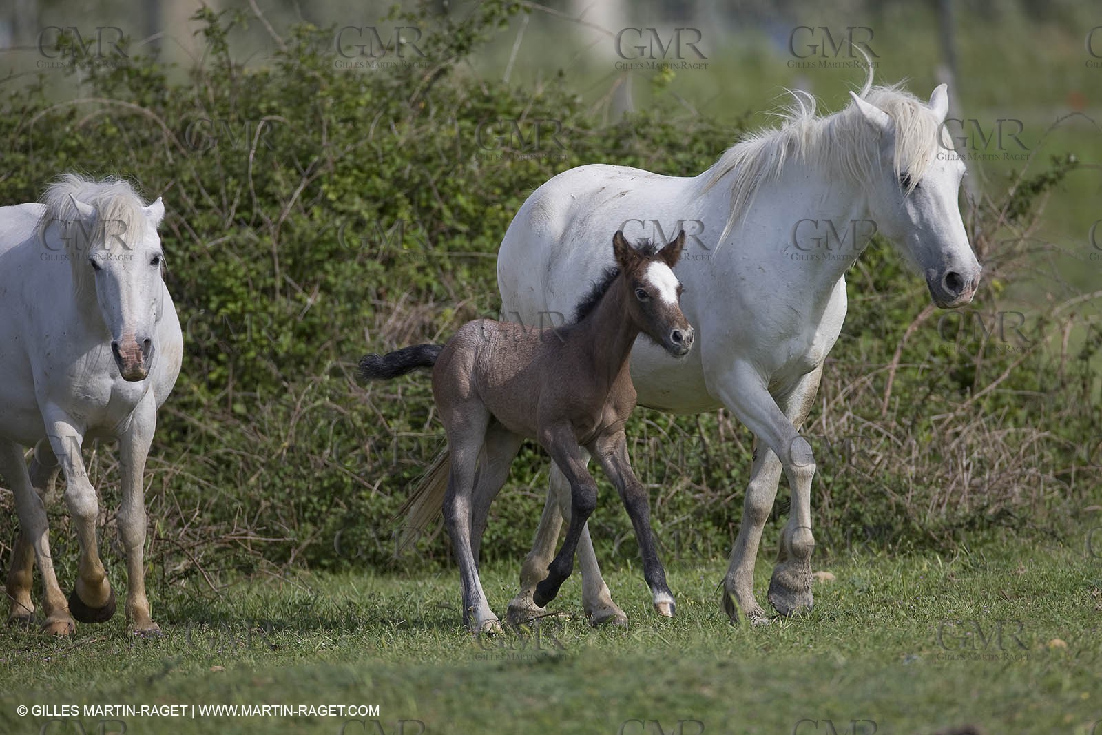 07 05 2008 - Le Cailar (FRA,30) - Stock work at Mas du Pont de Laute domain