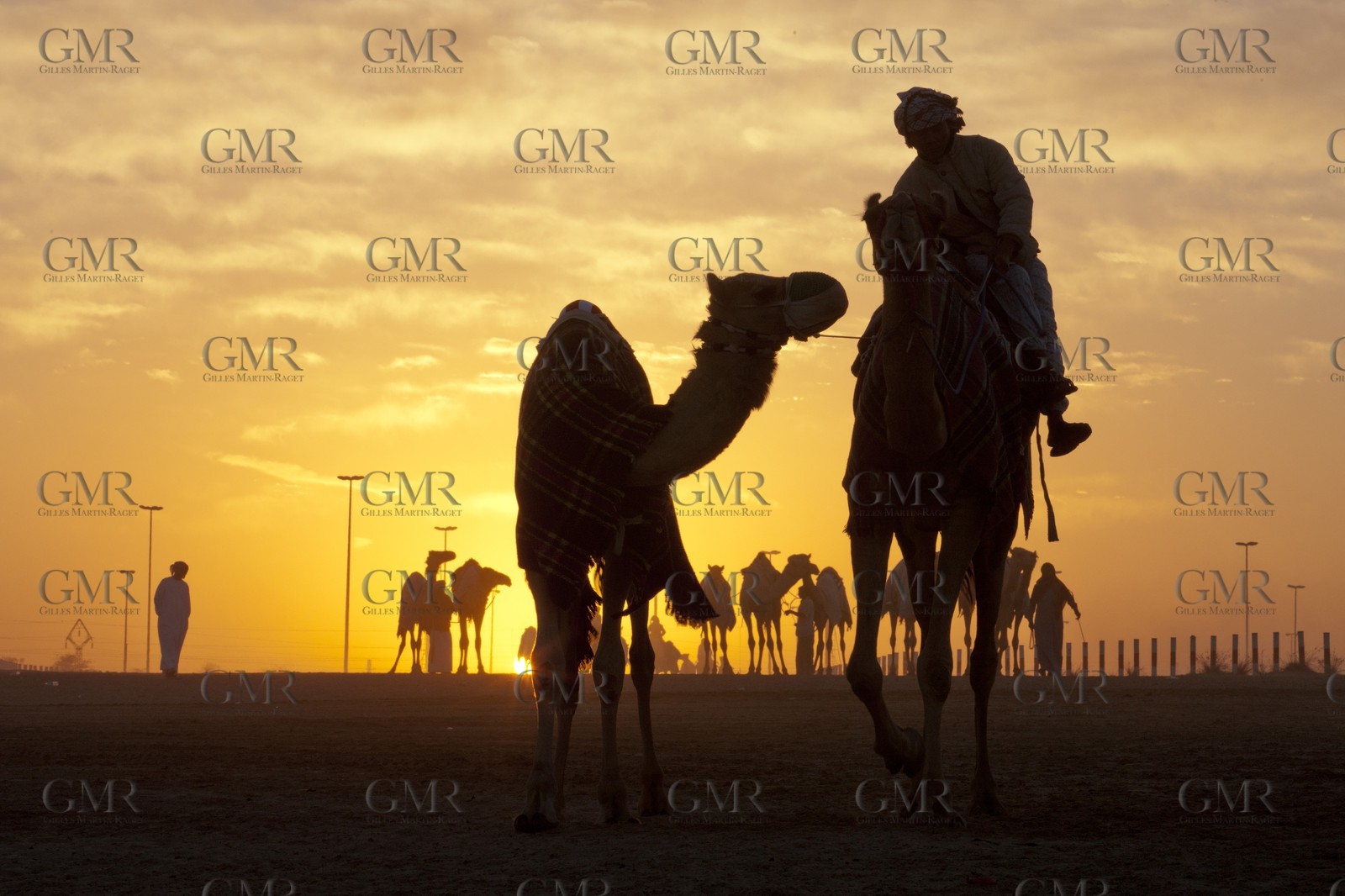 20 11 2010 - Dubai (UAE) - Camel races