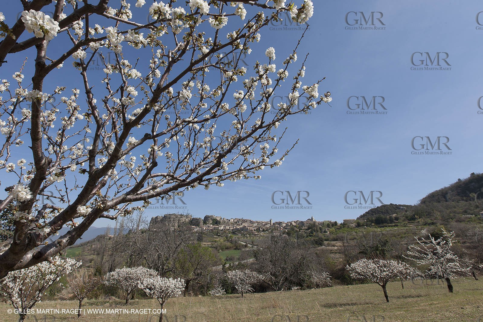 March 30th 2012 - Saint Saignon (FRA, 84) - blooming cherry trees