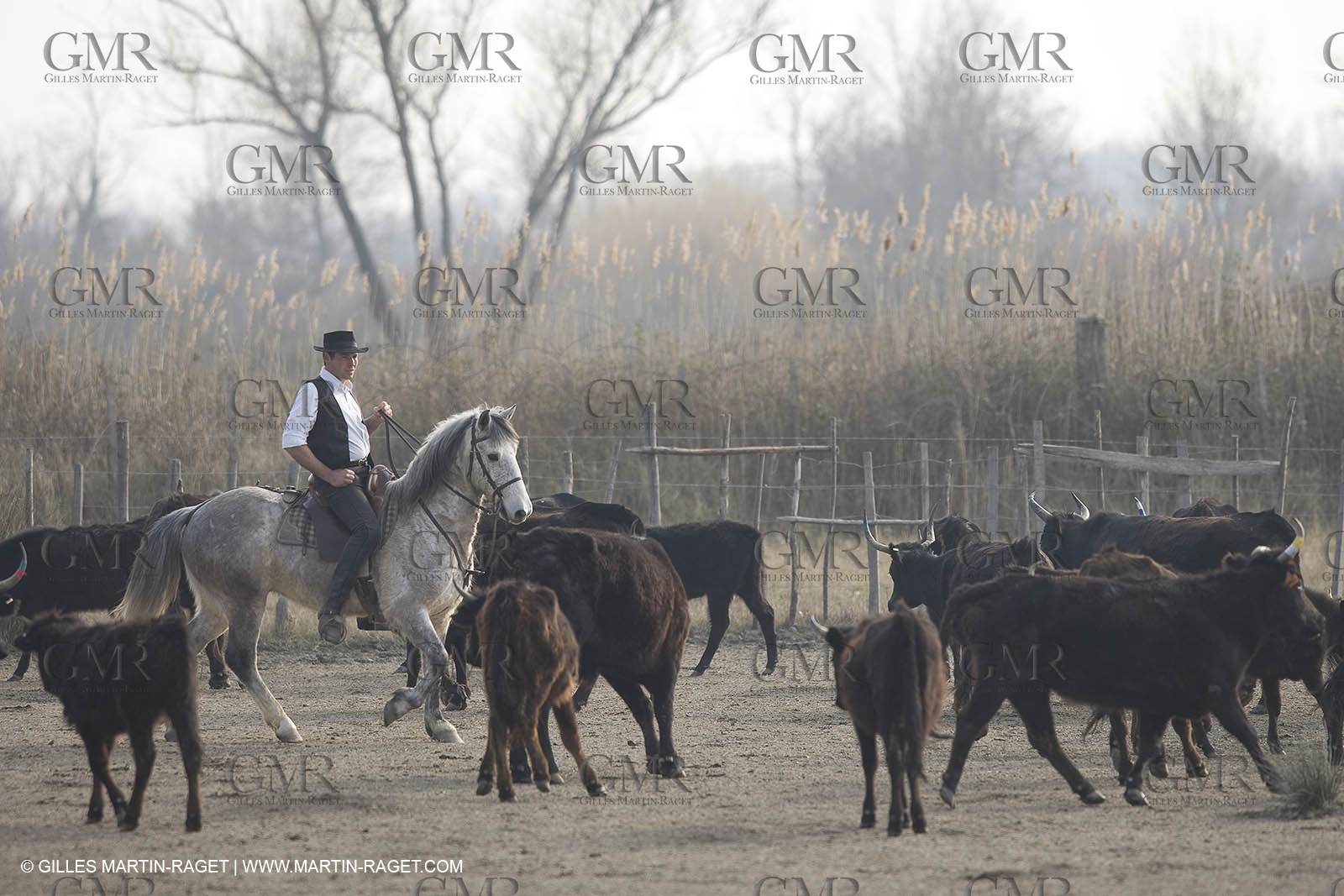 17 02 2008 - Les Saintes Maries de la mer - Camagri - Bull chasing
