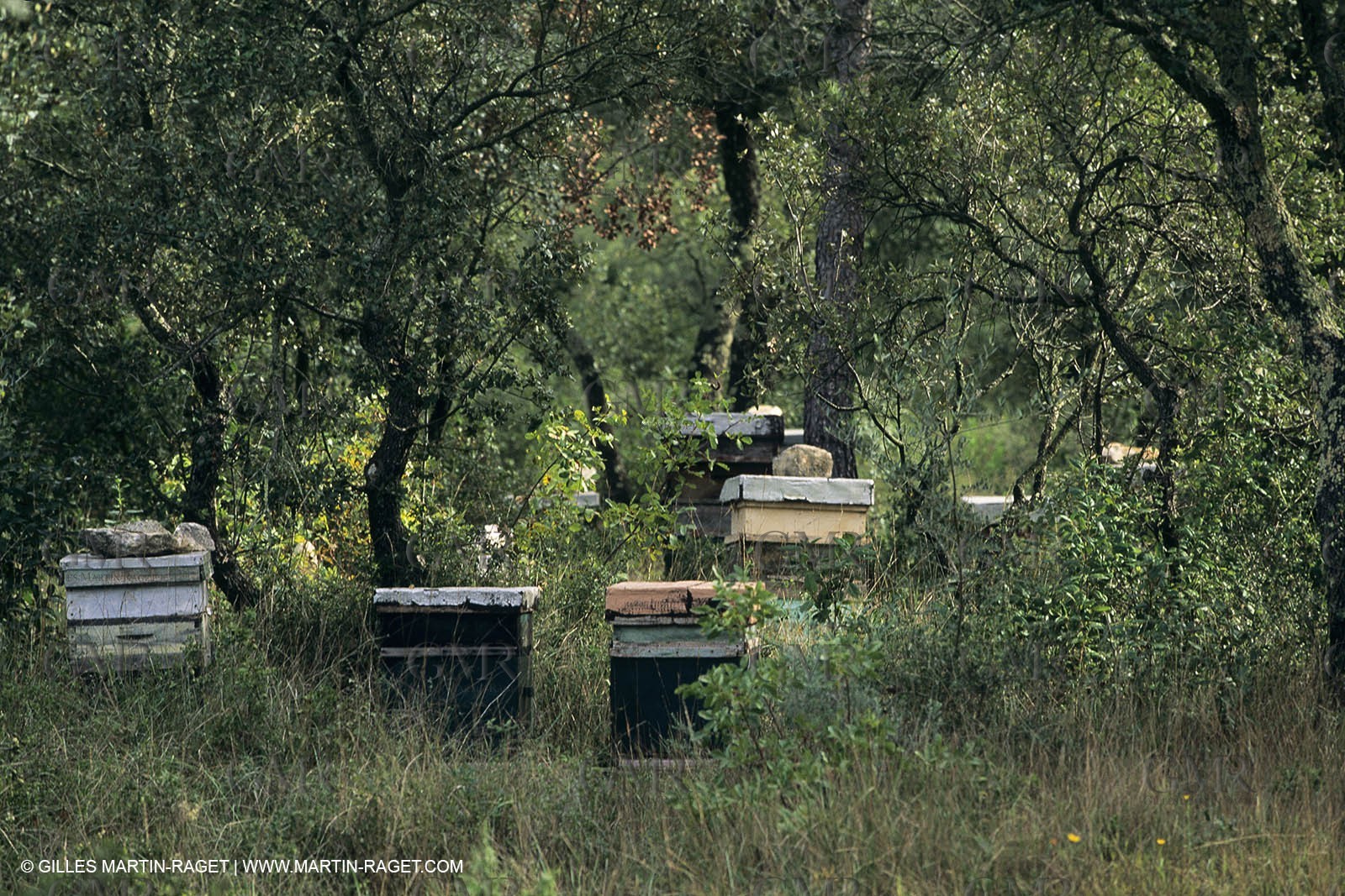 Paysages de Nîmes Métropole (FRA,30) - La Garrigue