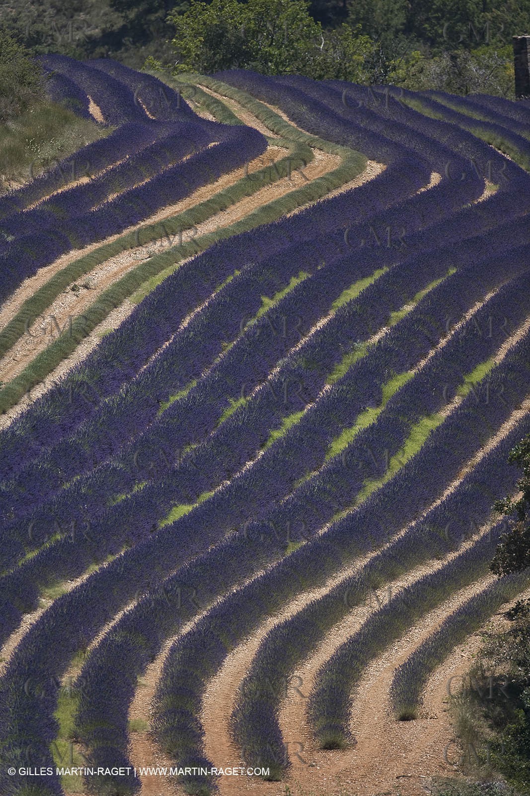 13 08 2007 - Valensole (04) - lavender fields on Valensole plateau