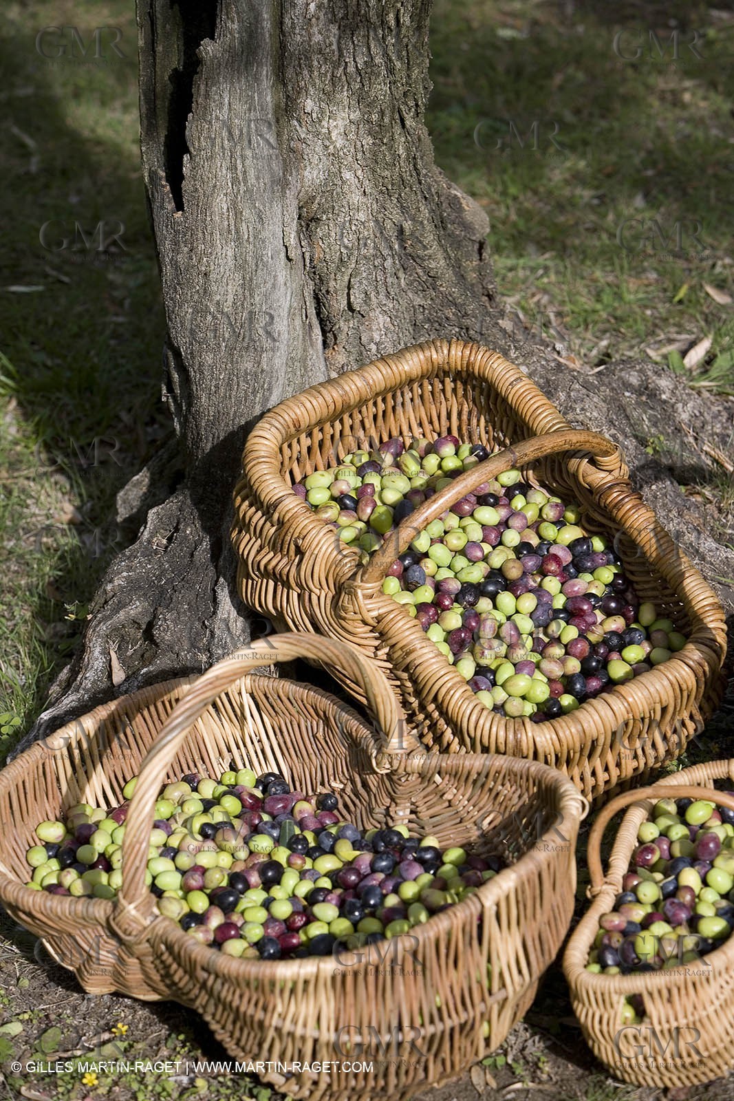 28 10 2007 - Saint Rémy de Provence (FRA, 13)- Olives harvest at  Vallon Raget