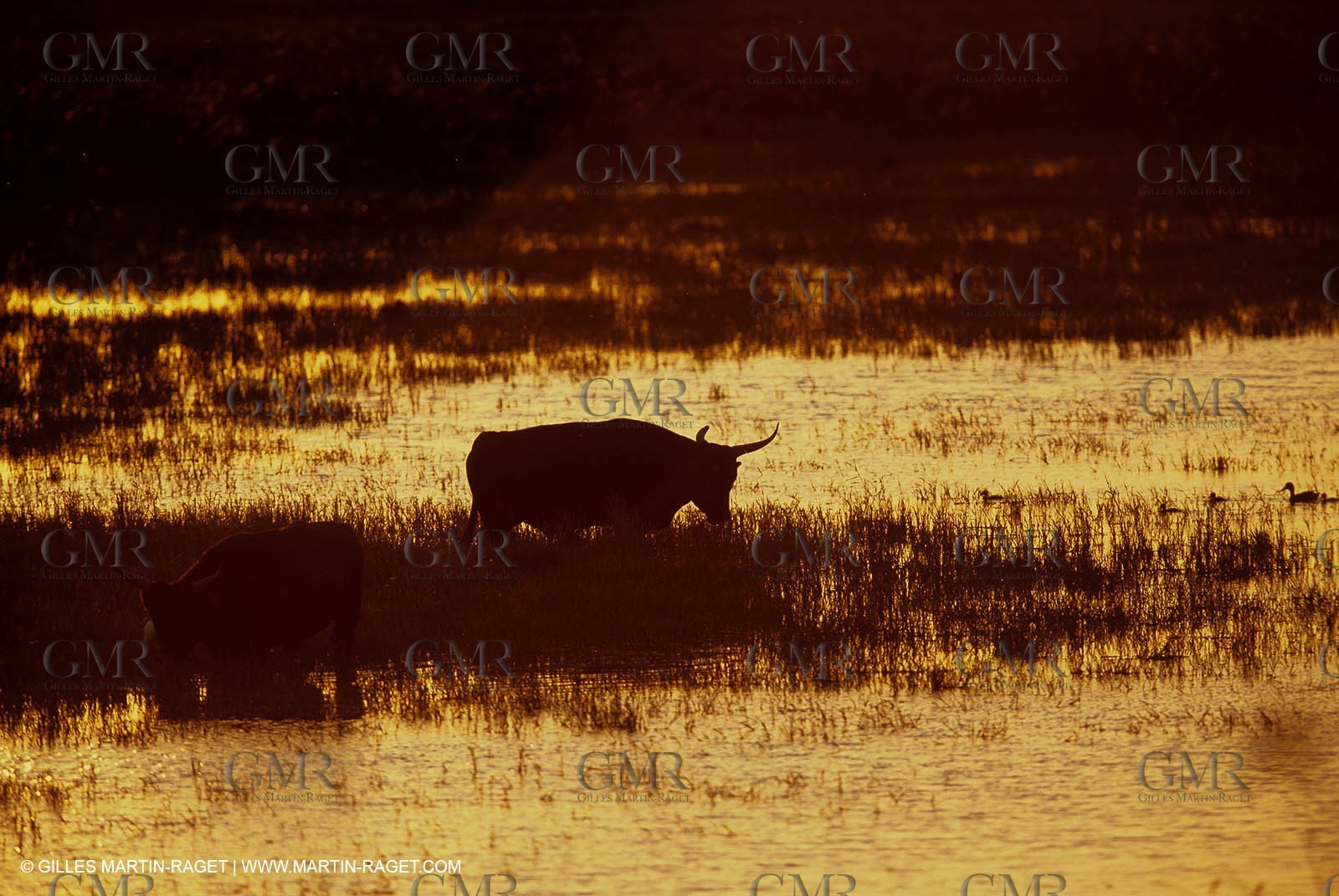 Bouches du Rhône, Camargue (FRA 13) - Camargue bulls