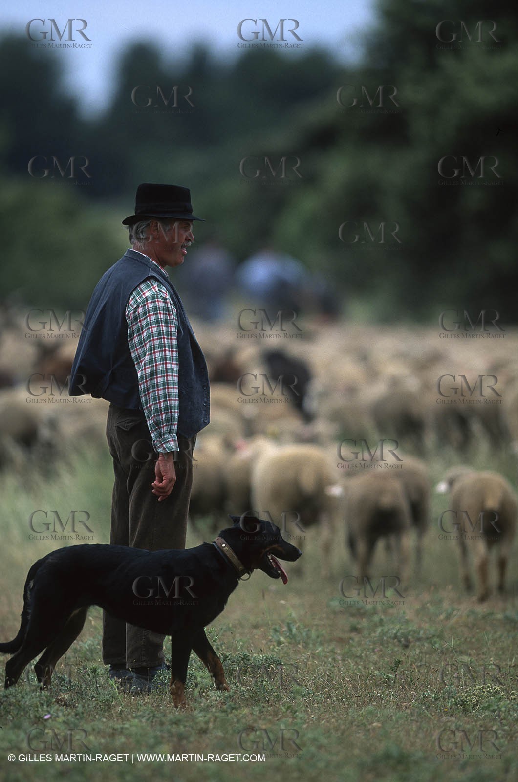 Saint Rémy de Provence (FRA,13) - Sheep stocks migration Fest