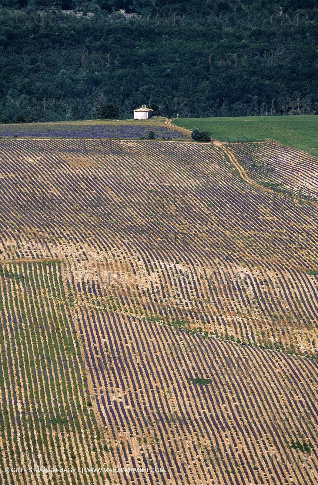 lavander fields , 2005 , Sault plateau