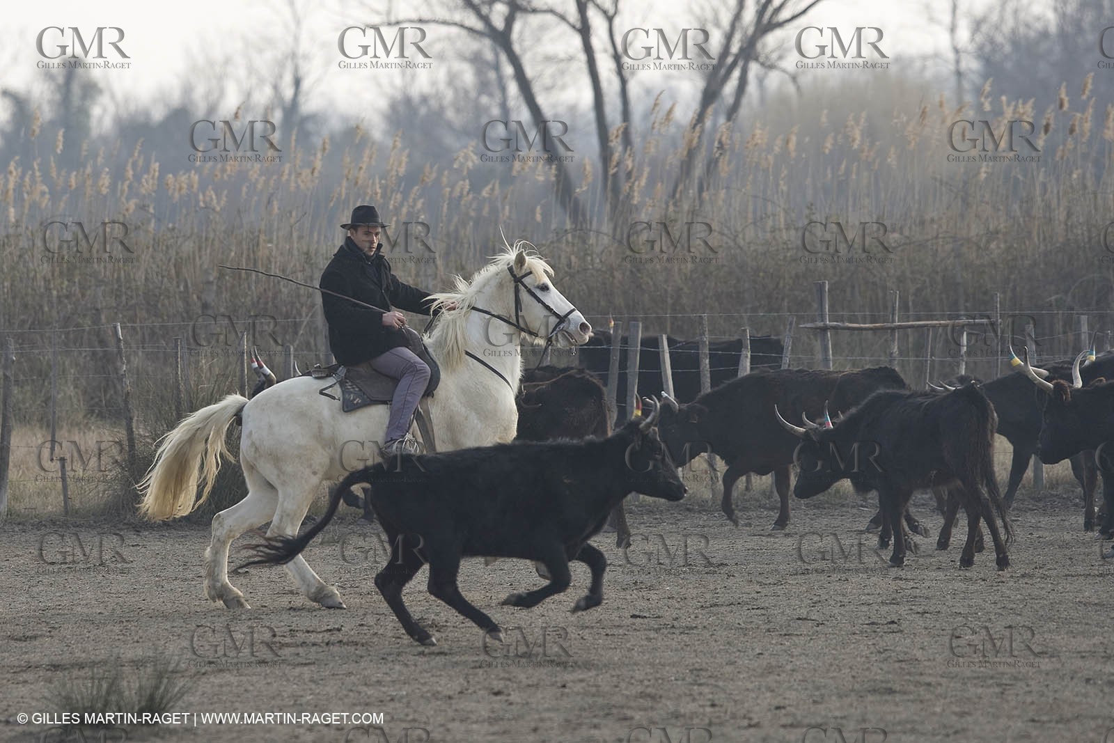 17 02 2008 - Les Saintes Maries de la mer - Camagri - Bull chasing