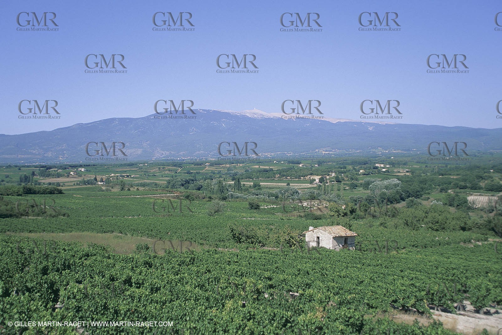 France, Provence, Vignobles des vins de Provence