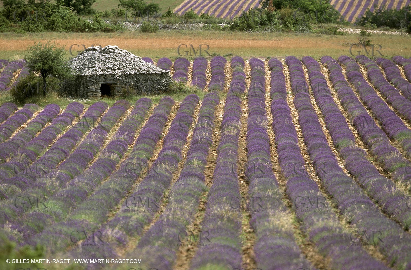 Lavander fields