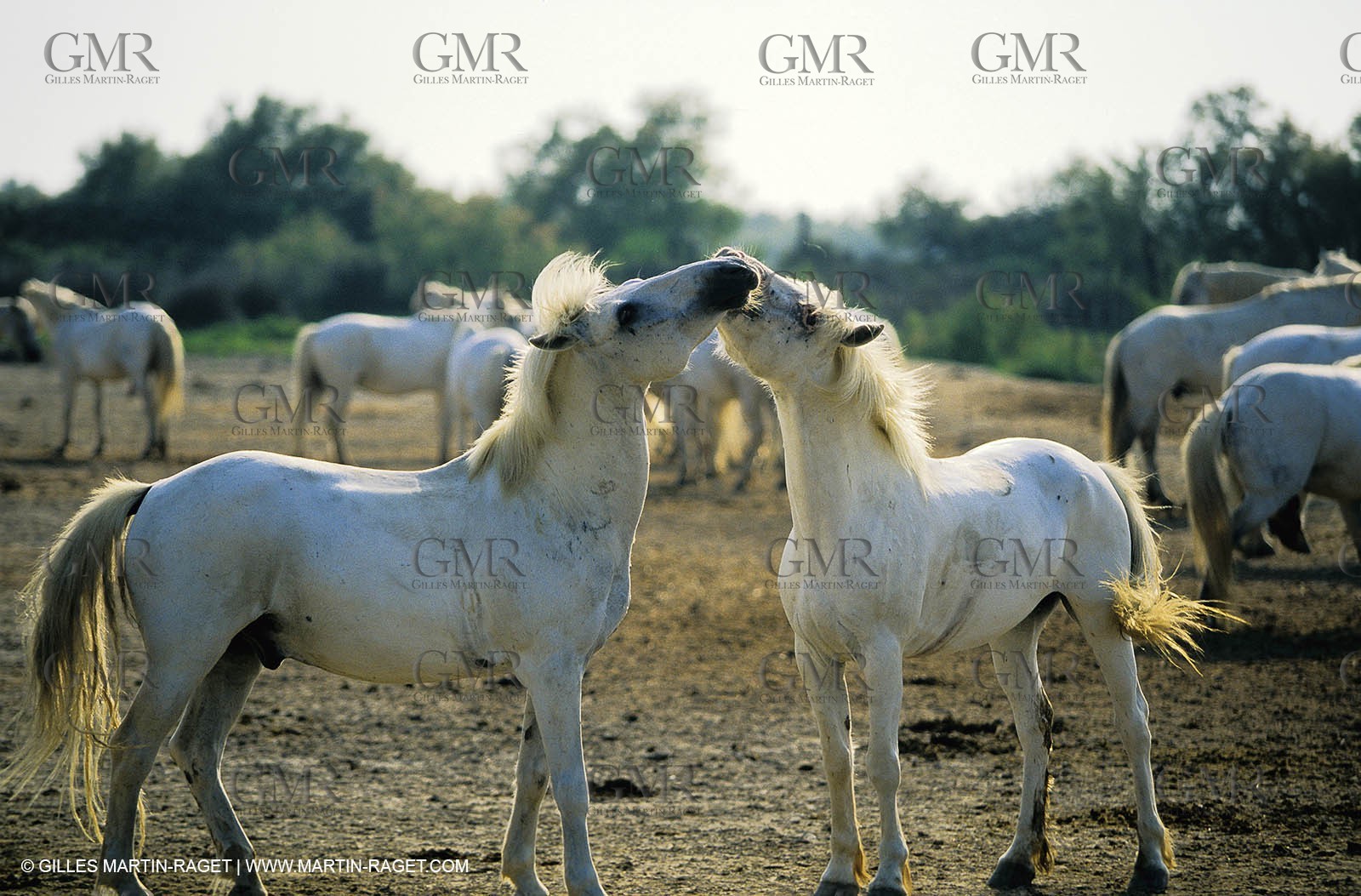 2000-2010- Arles - Les Saintes Maries de la mer (FRA,13) - Camargue horses