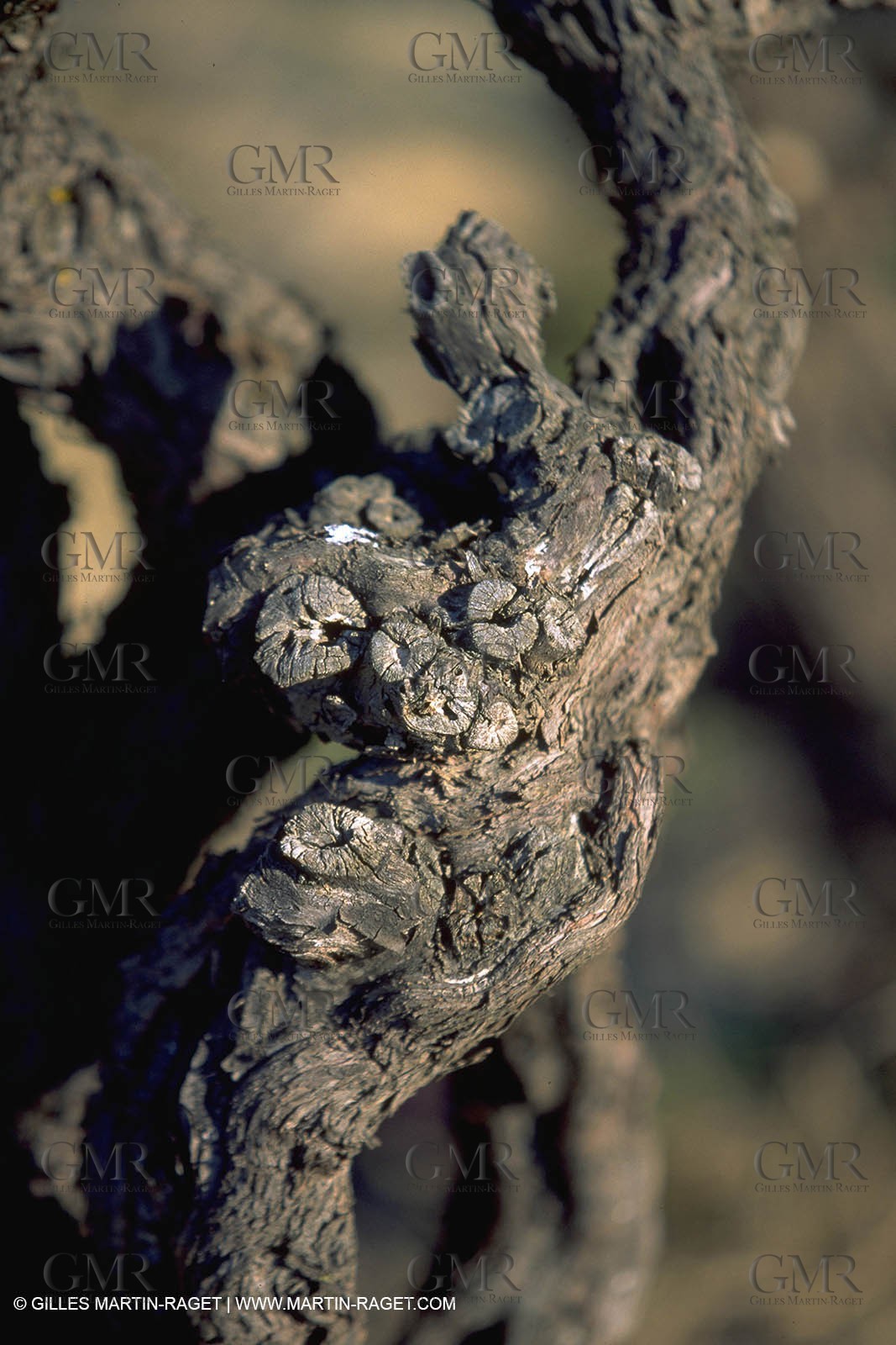 Wine - vineyards - Harvest