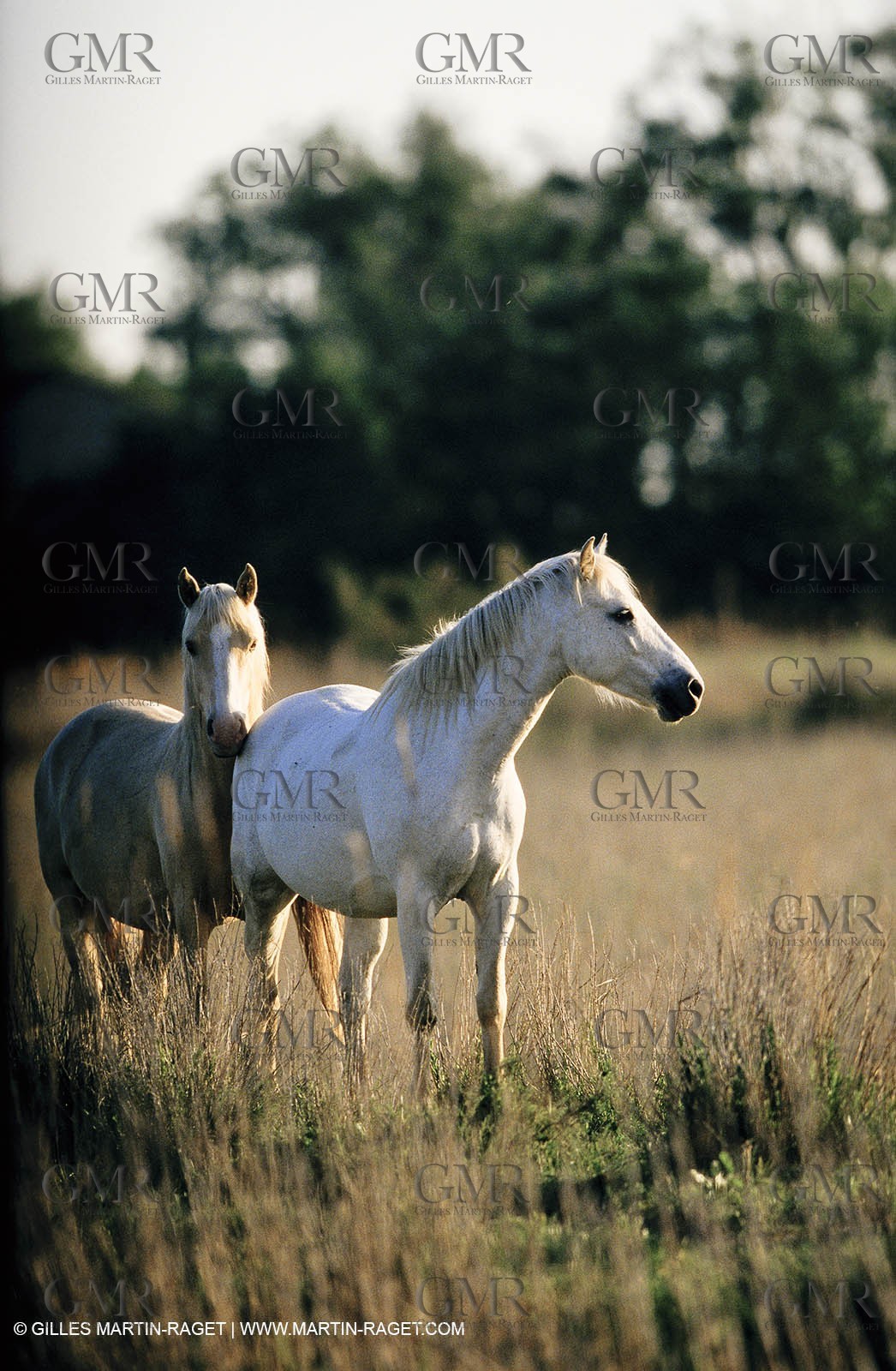 2000-2010- Arles - Les Saintes Maries de la mer (FRA,13) - Camargue horses