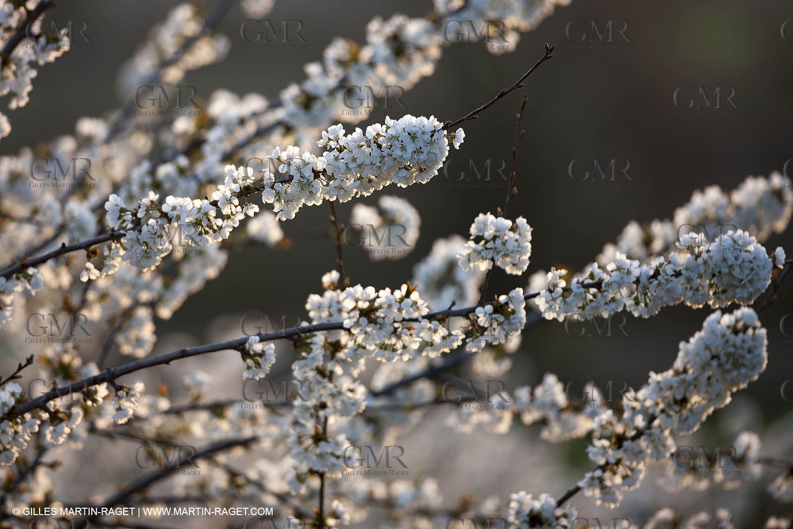 March 30th 2012 - Saint Saturnin les Apt (FRA, 84) - blooming cherry trees