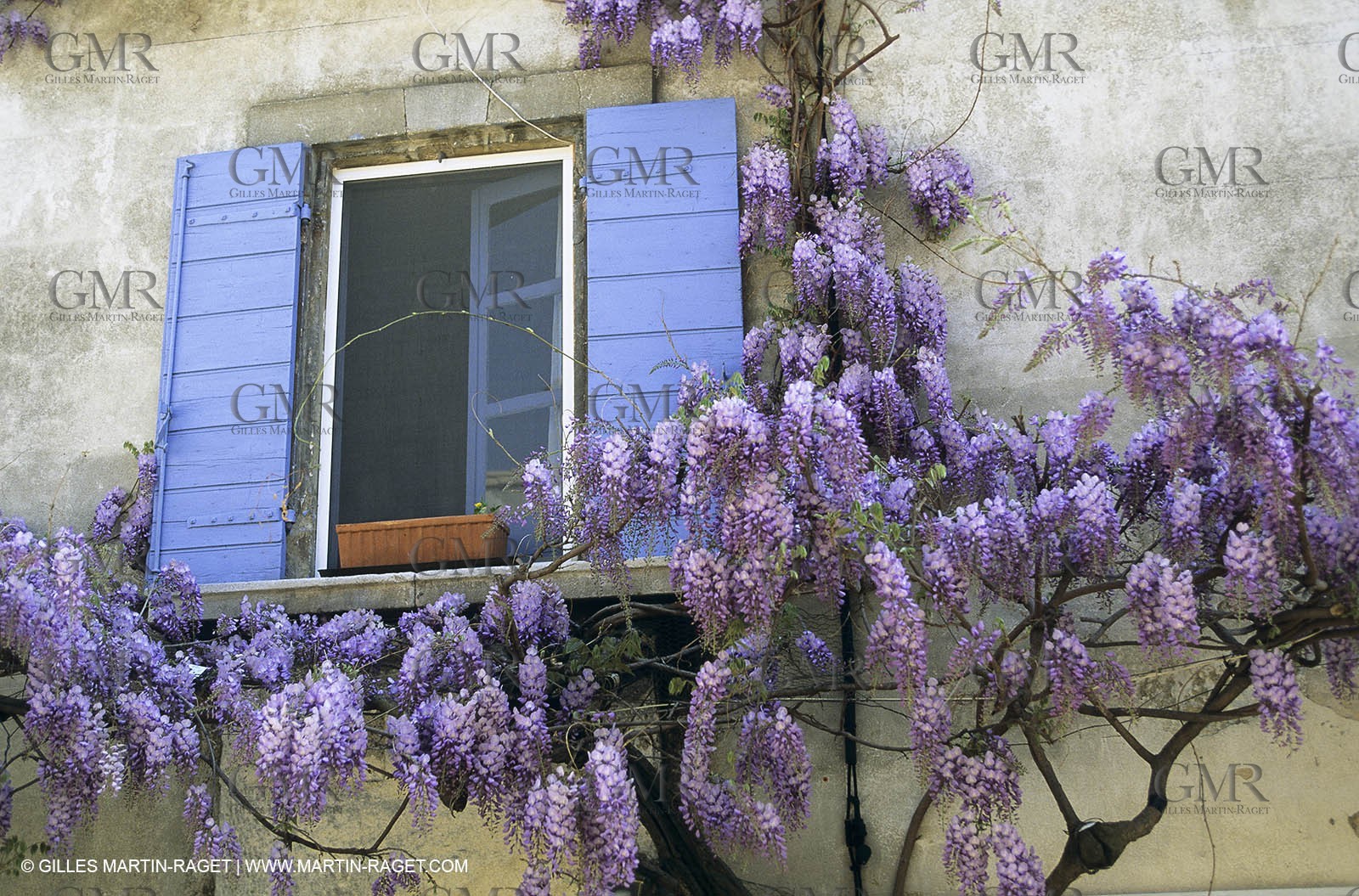 Les Alpilles, Saint Rémy de Provence, (FRA,13) - Glycine in Saint Rémy de Provence