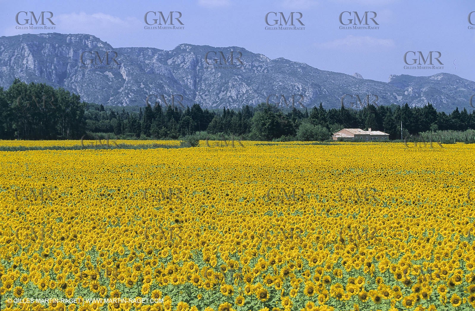 Alpilles (FRA,13) - Sunflower fields