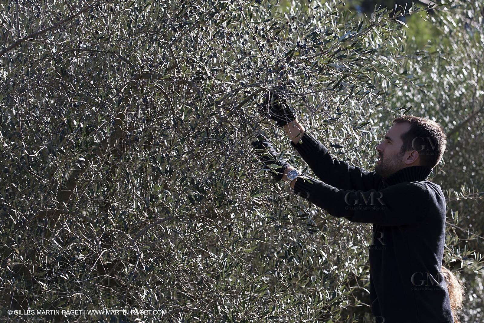 7 11 2012 - Saint Etienne du Grès (FRA,13, Alpilles) Olive harvest at Vallon Raget