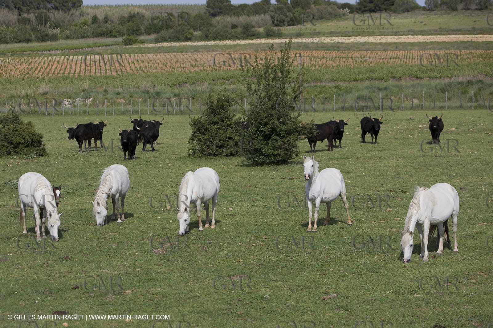 07 05 2008 - Le Cailar (FRA,30) - Stock work at Mas du Pont de Laute domain