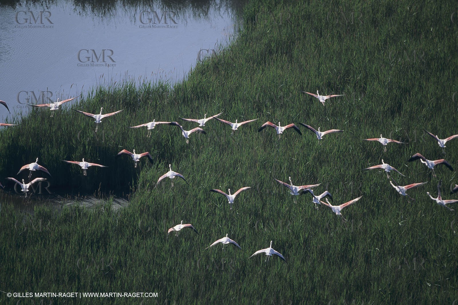 France, Provence, Camargue, Nature, marais, plage, beaches, marshes