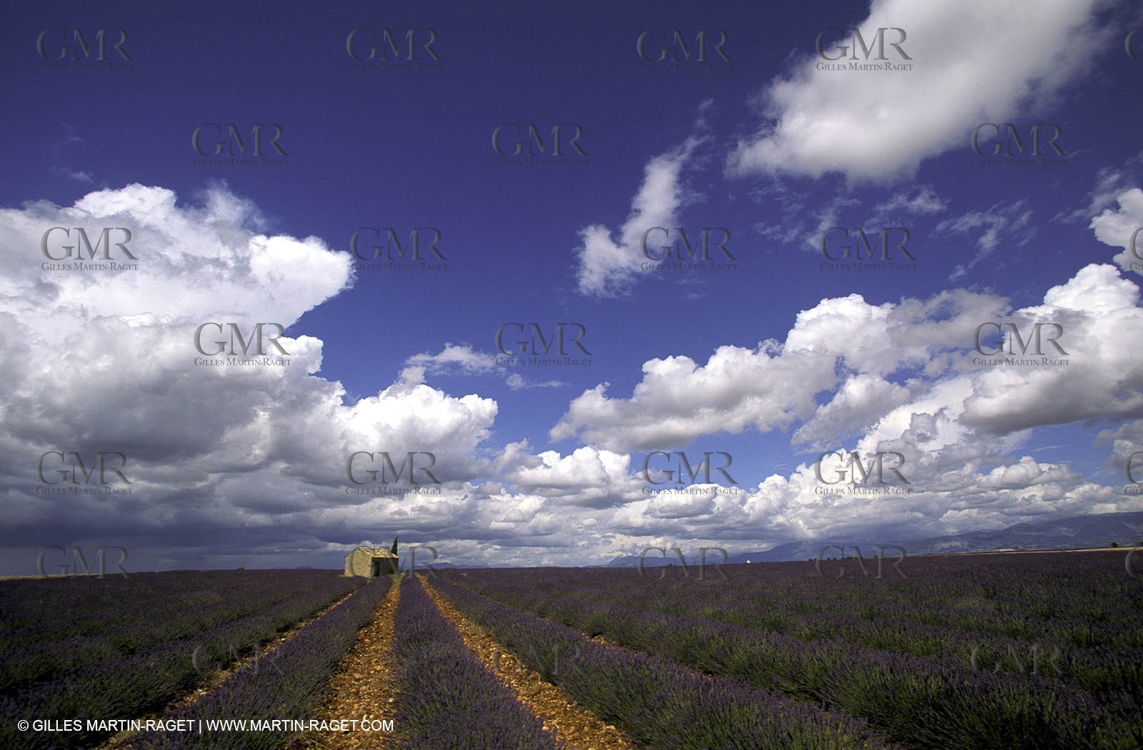 Lavander fields
