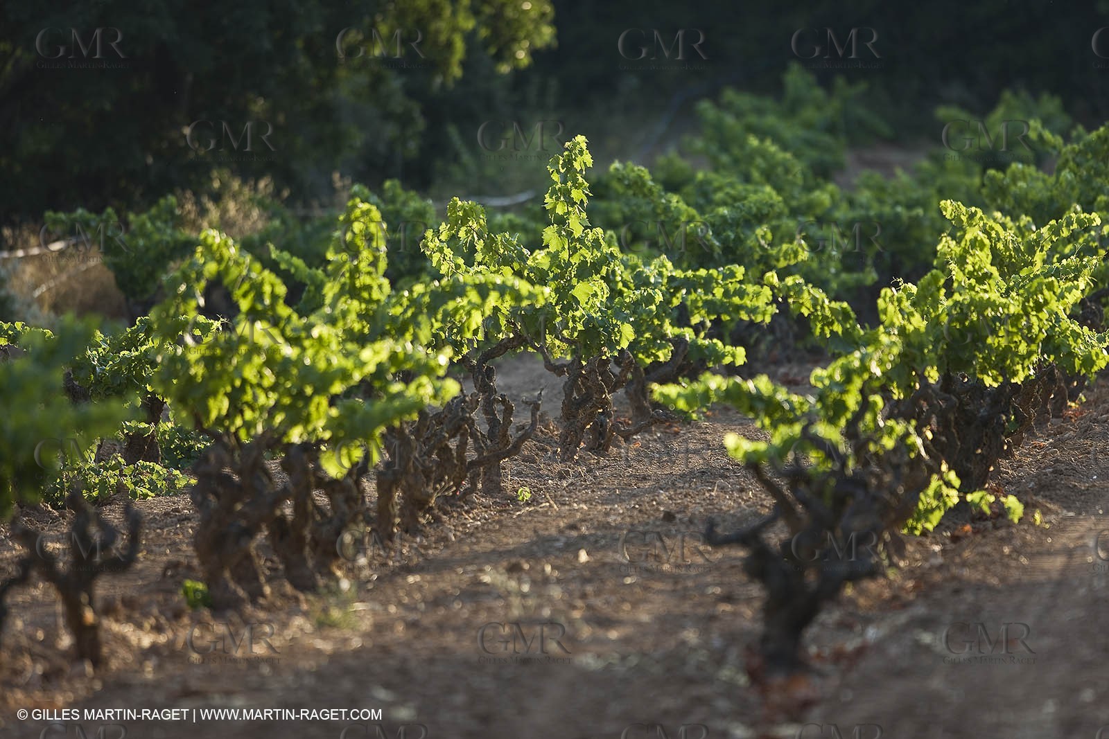 01 07 2009 - Sanary sur mer (FRA,83)