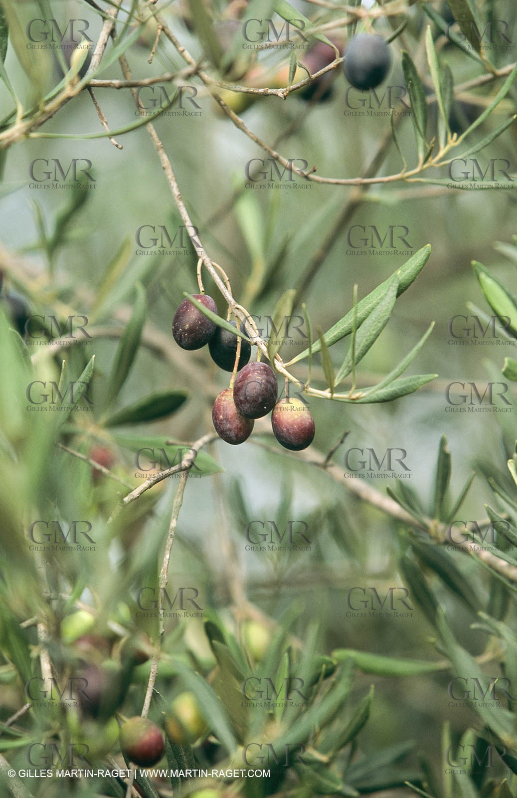 Nîmes Métropole landscapes (FRA,30) - Vaunage