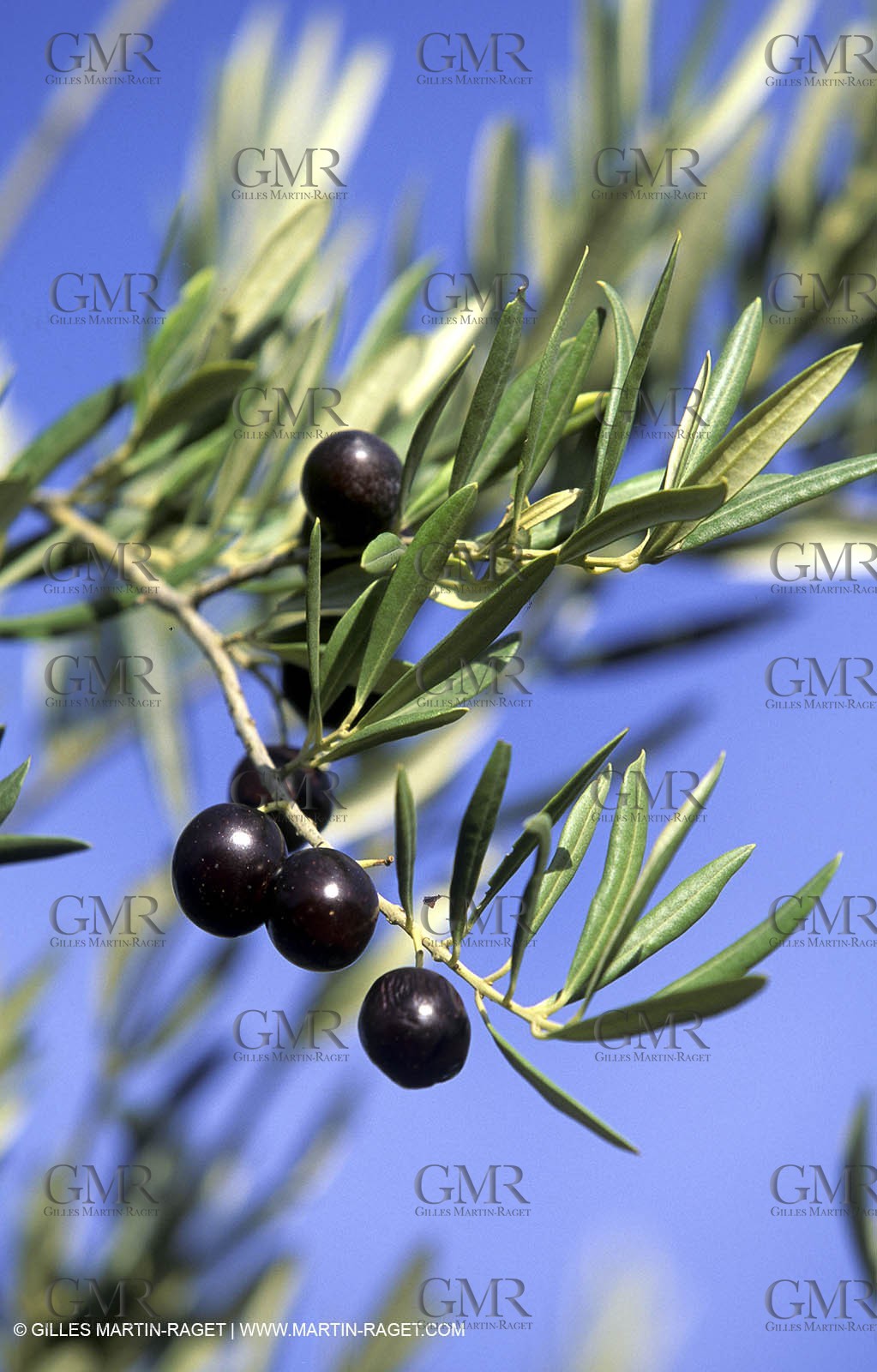 Olives - Oliviers - Huile d'olive